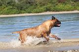 BULLMASTIFF 063